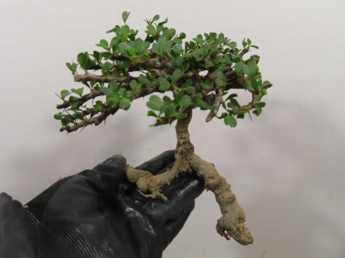 ユ8561 「多肉植物」サルコカウロン バンデリエティアエ 大 抜き苗