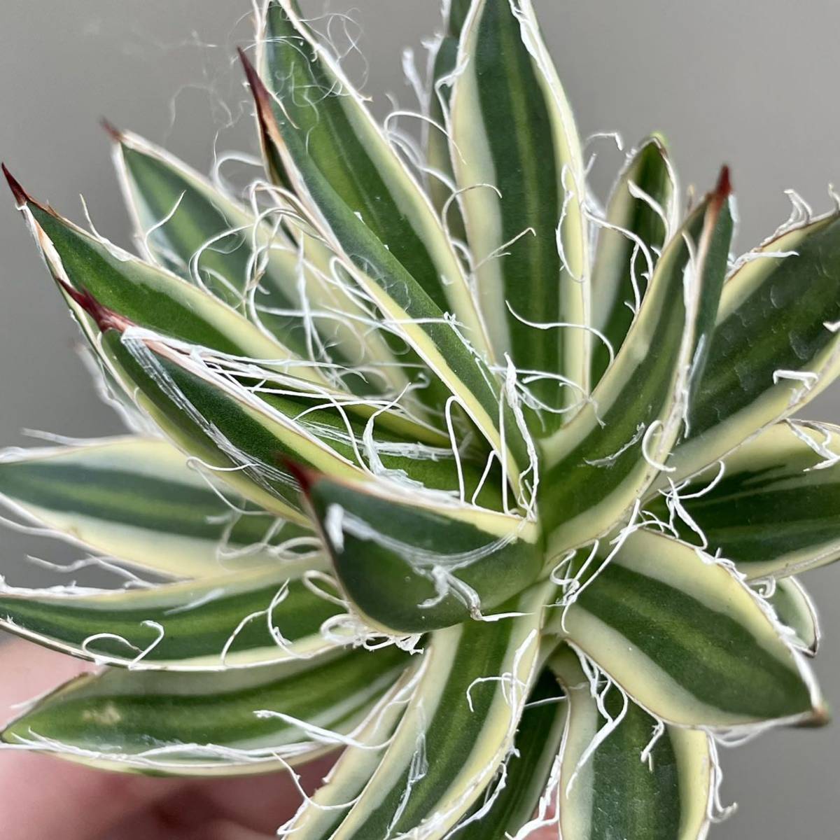 Yahoo!オークション - アガベ 王妃笹の雪C型 白糸の王妃錦 Agave Yahoo!オークション - アガベ 王妃笹の雪C型 白糸の王妃錦 Agave