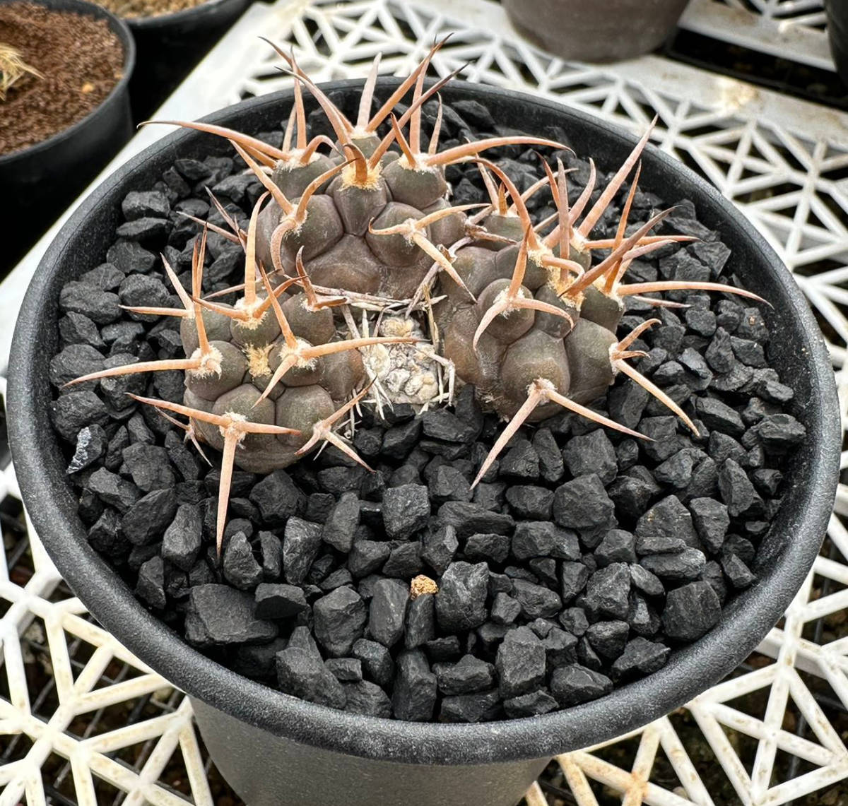 サボテン 多肉植物 ギムノカリキウム 特選カキコ自根 群生守金魔 サボテン 多肉植物 ギムノカリキウム 特選カキコ自根 群生守金魔