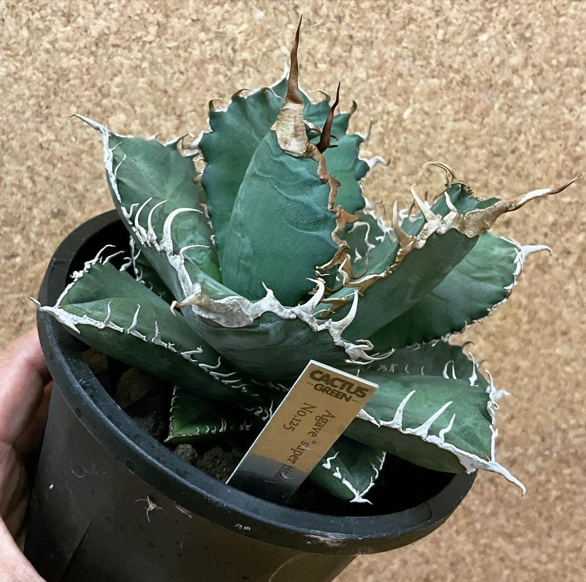 アガベ スーパーチタノタ チタノタ 小株 Super titanota CACTUS GREEN アガベ スーパーチタノタ チタノタ 小株 Super titanota CACTUS GREEN