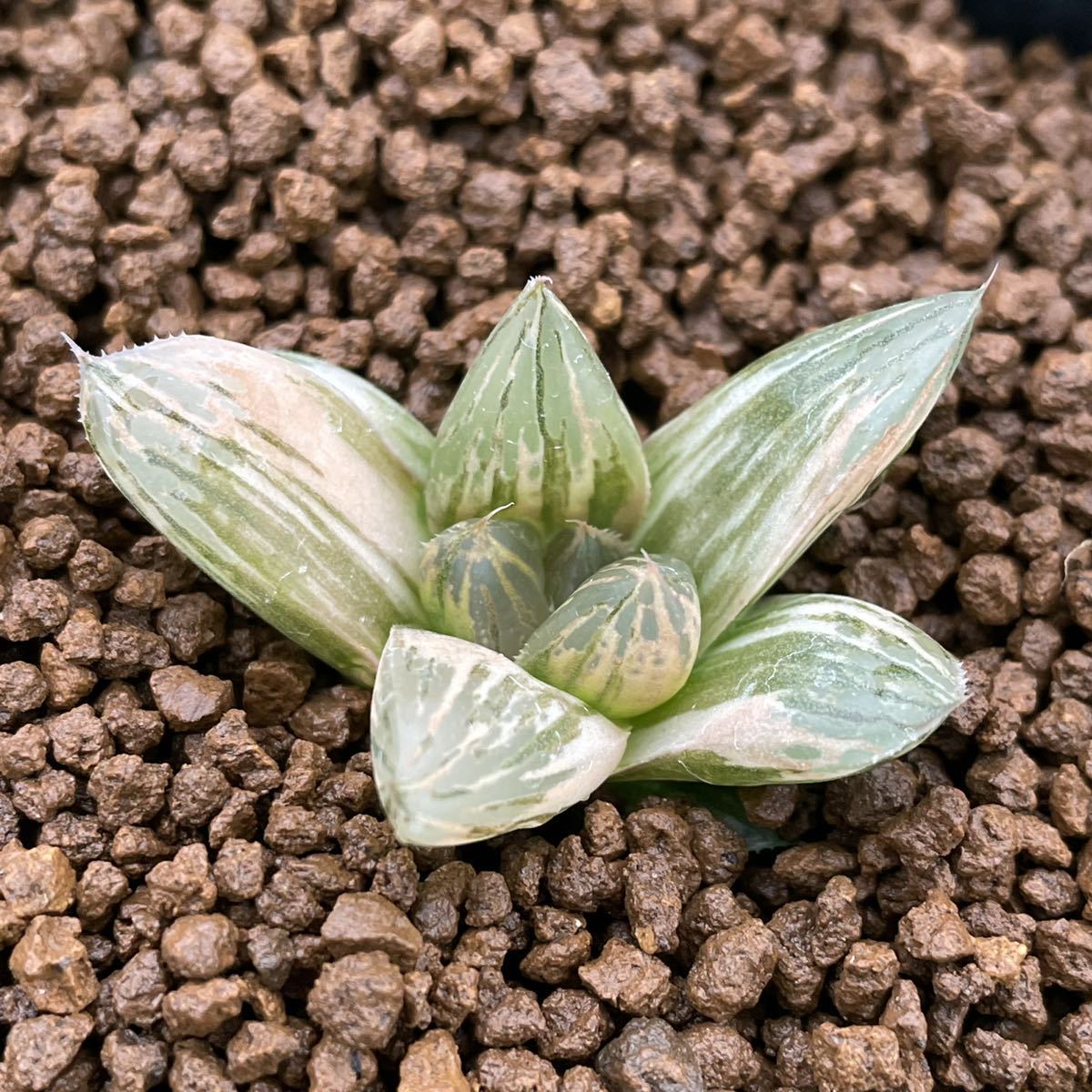 Yahoo!オークション - (≧∇≦)多肉植物 ハオルチア 朝焼け カキ仔 Yahoo!オークション - (≧∇≦)多肉植物 ハオルチア 朝焼け カキ仔