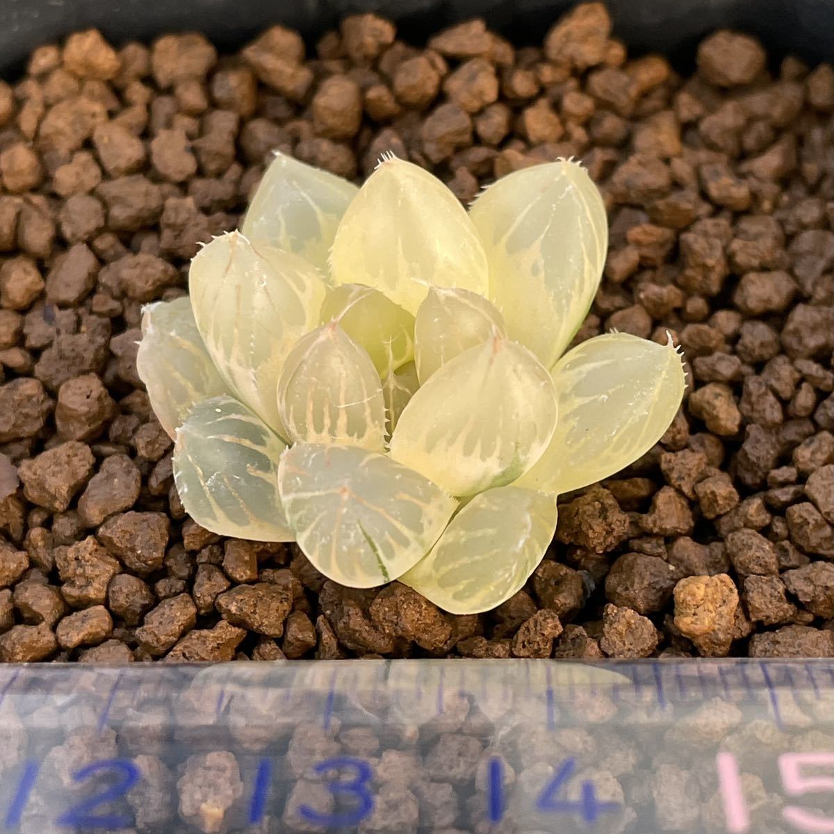 多肉植物 ハオルチア OMオブツーサ錦 糊斑 植物 | kyokuyo-eu.com