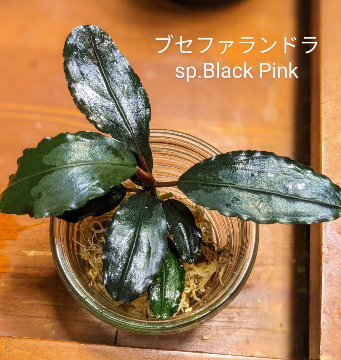 ブセファランドラsp Black Pink(ブラックピンク)特大株 希少 ブセファランドラsp Black Pink(ブラックピンク)特大株 希少