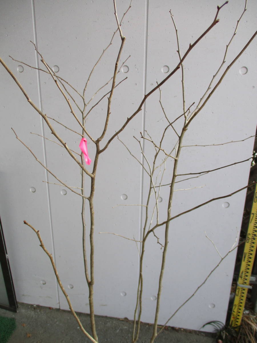  production person direct sale! * oldham blueberry * height of tree 1.3m stock ..