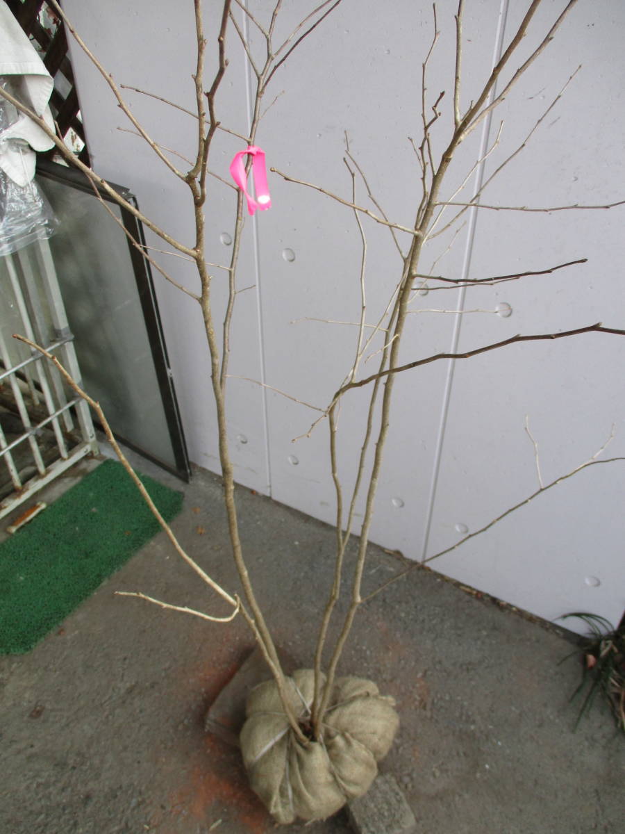  production person direct sale! * oldham blueberry * height of tree 1.3m stock ..