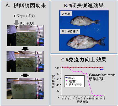 メダカ　金魚　グッピー 4　 稚魚育成促進フード　成長スピード1.3倍　免疫力UP　ウジムシパウダー　熱帯魚　海水魚　爬虫類　対応　_愛媛大学南予水産研究センター研究資料より