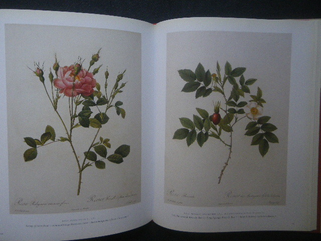 豪華 ルドゥーテ バラ 植物画 図譜 洋書画集■The Roses The Complete Plates Pierre Joseph Redoute■Taschen 25周年 花 ボタニカルアート_画像4