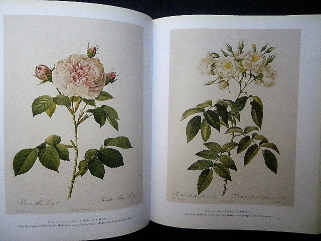  gorgeous rudu-te rose plant . map . foreign book book of paintings in print #The Roses The Complete Plates Pierre Joseph Redoute#Taschen 25 anniversary flower botanika lure to