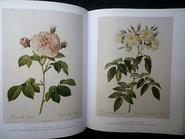 豪華 ルドゥーテ バラ 植物画 図譜 洋書画集■The Roses The Complete Plates Pierre Joseph Redoute■Taschen 25周年 花 ボタニカルアート_画像5