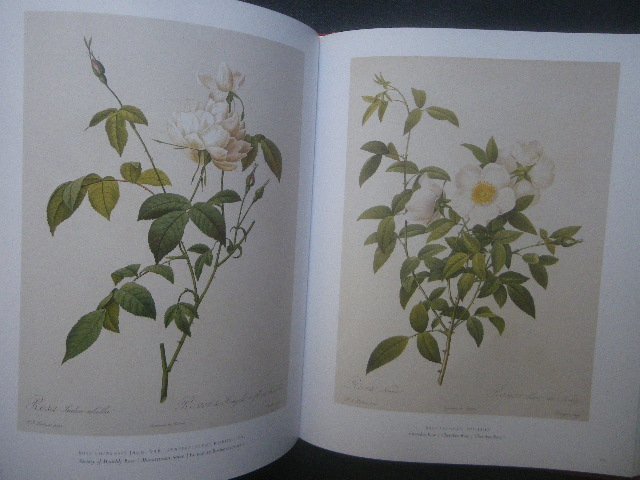  gorgeous rudu-te rose plant . map . foreign book book of paintings in print #The Roses The Complete Plates Pierre Joseph Redoute#Taschen 25 anniversary flower botanika lure to