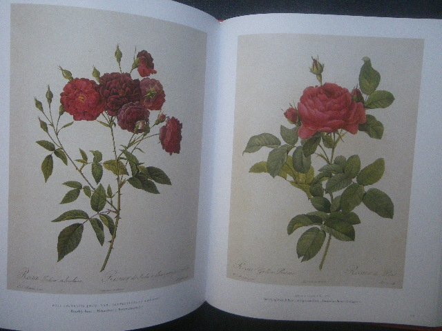  gorgeous rudu-te rose plant . map . foreign book book of paintings in print #The Roses The Complete Plates Pierre Joseph Redoute#Taschen 25 anniversary flower botanika lure to