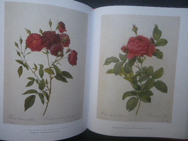 豪華 ルドゥーテ バラ 植物画 図譜 洋書画集■The Roses The Complete Plates Pierre Joseph Redoute■Taschen 25周年 花 ボタニカルアート_画像2