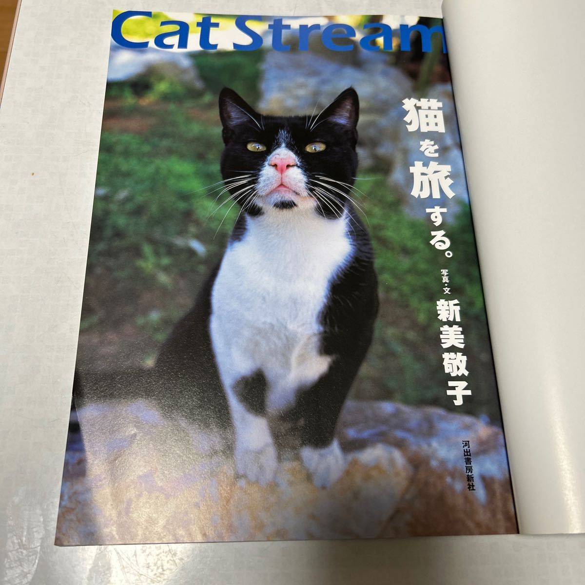 猫を旅する。　Ｃａｔ　ｓｔｒｅａｍ　世界で一番いろんな国の猫がのっている本 新美敬子／写真・文