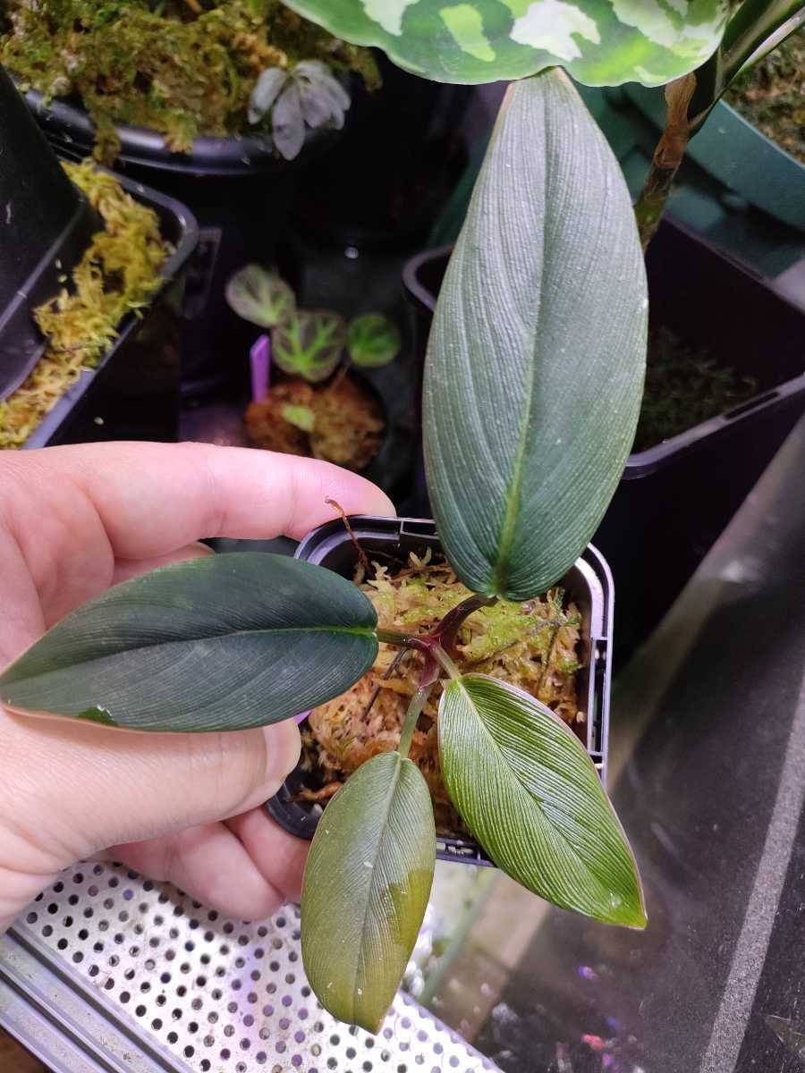 Aridarum sp. Kalimantan tengah 【aridarum perisai】アリダルム ブセファランドラ　パルダリウム
