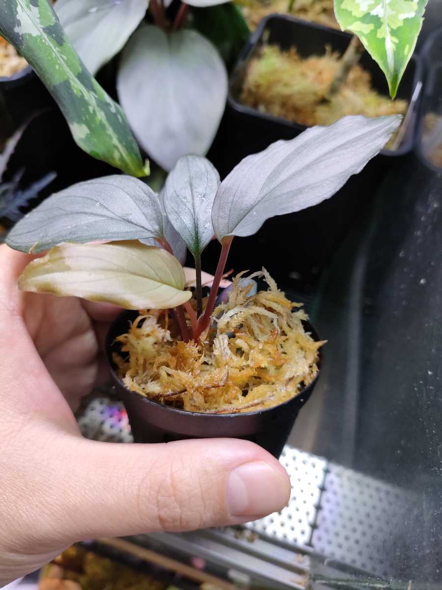 Homalomena sp Sapphire Velvet KN便 ホマロメナ sp サファイア