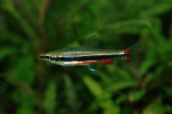 oasisaqua recommended Tetra thread goke meal ..![ nano s TOM`S * Beck fo Rudy ]3 pcs set 