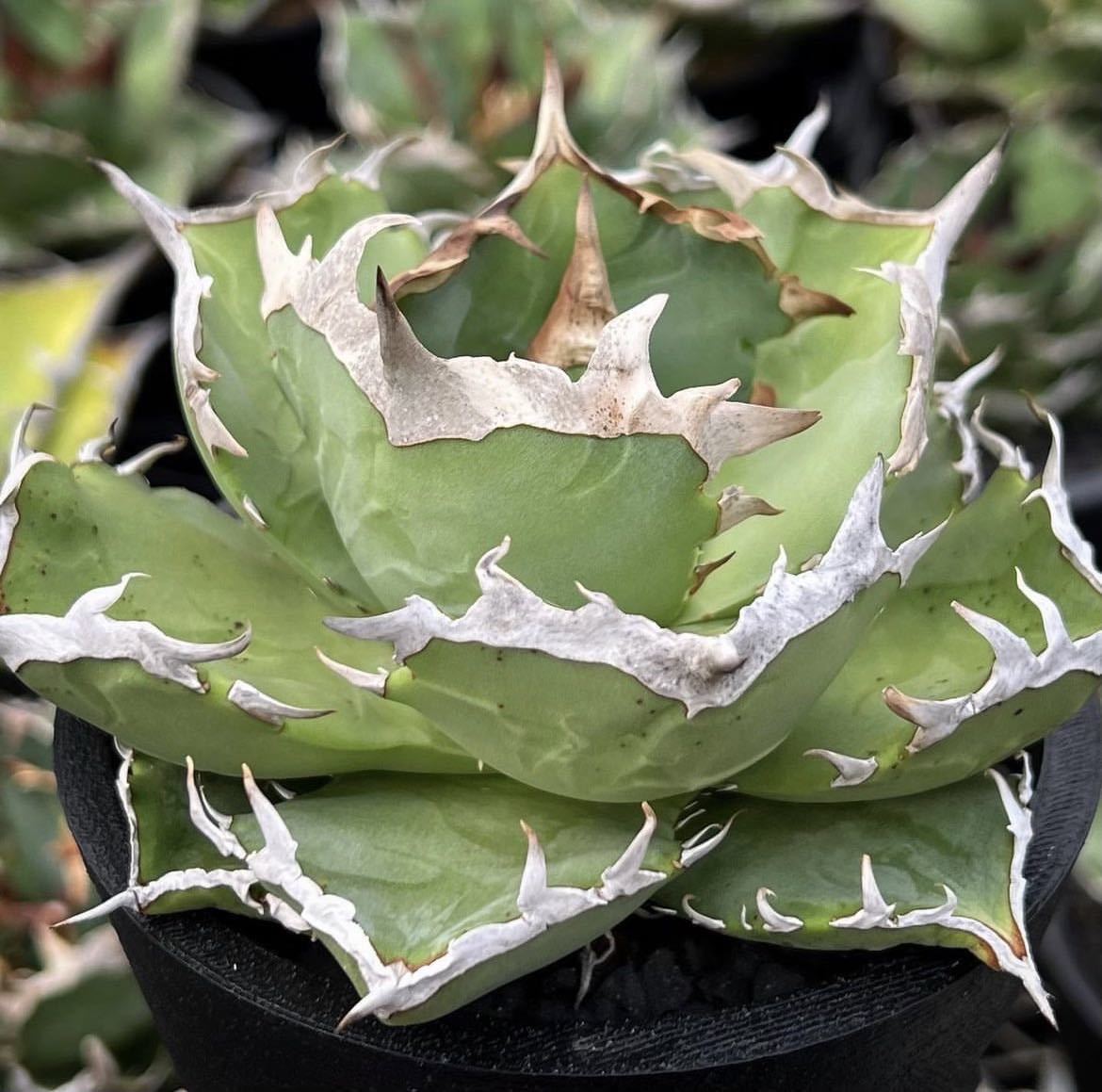 Yahoo!オークション - アガベ チタノタ ' 蟹 ' agave titanota Yahoo!オークション - アガベ チタノタ ' 蟹 ' agave titanota