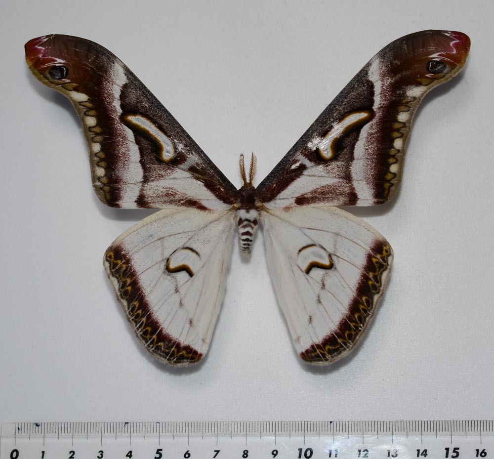 アフリカ産蛾類展翅標本　Epiphora albidus（ヤママユガ科）１♂_画像1