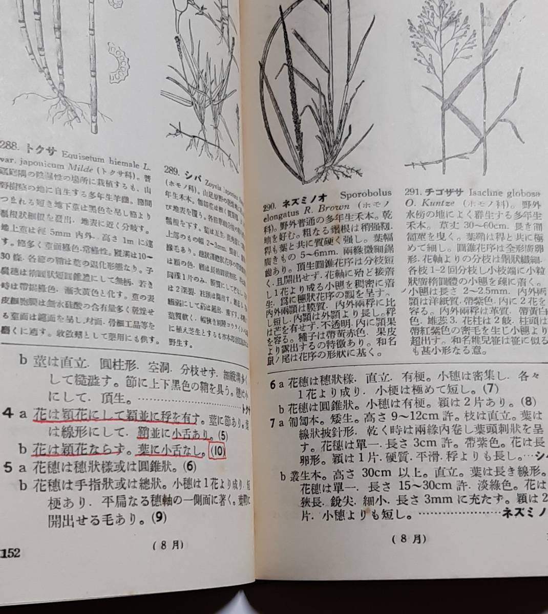 古書 牧野富太郎 図説 普通植物検索表 趣味 | endageism.com