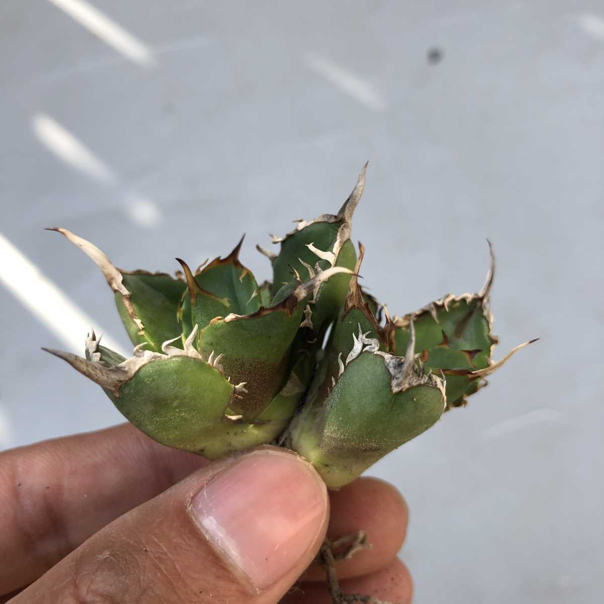 E9 多肉植物アガベ チタノタ FO-076 特選 極上株 群生株 発根済み