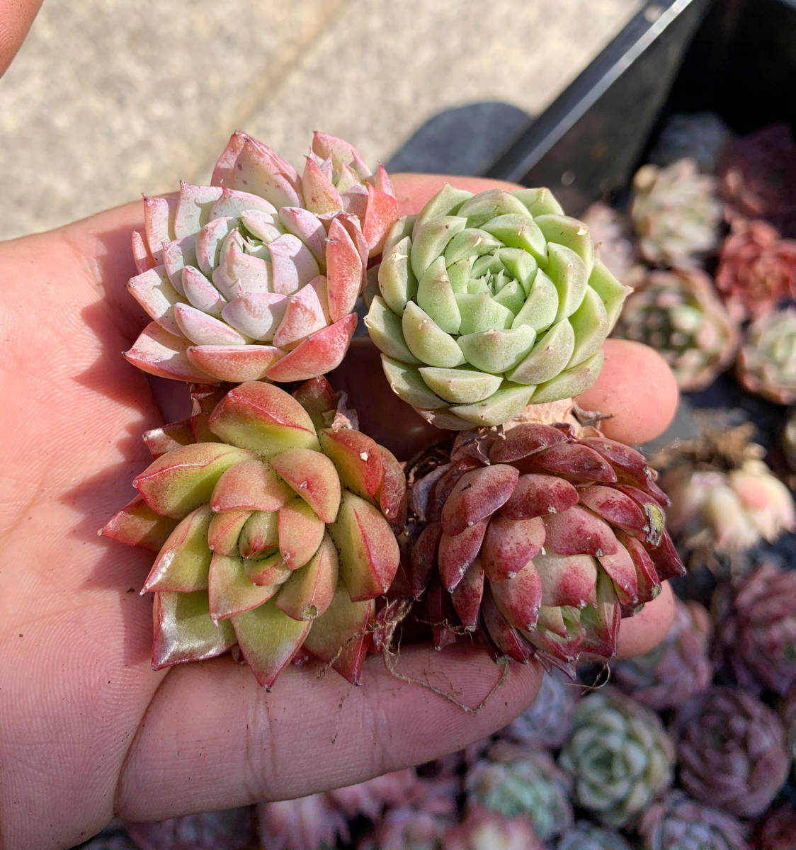 ヤフオク! - 韓国苗 多肉植物美苗 交配種 100苗セット 実生 No:...