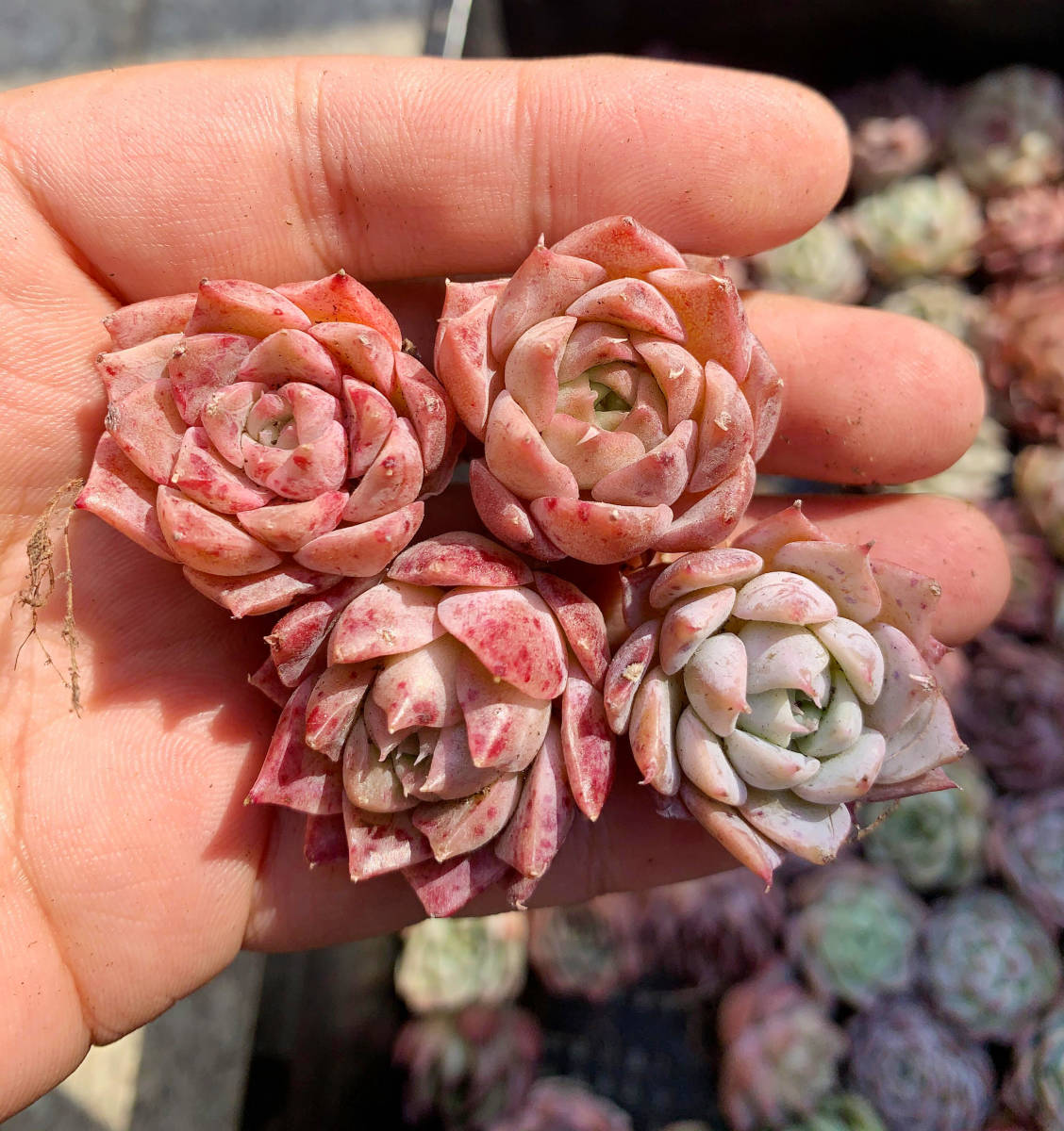 ヤフオク! - 韓国苗 多肉植物美苗 交配種 100苗セット 実生 No:...