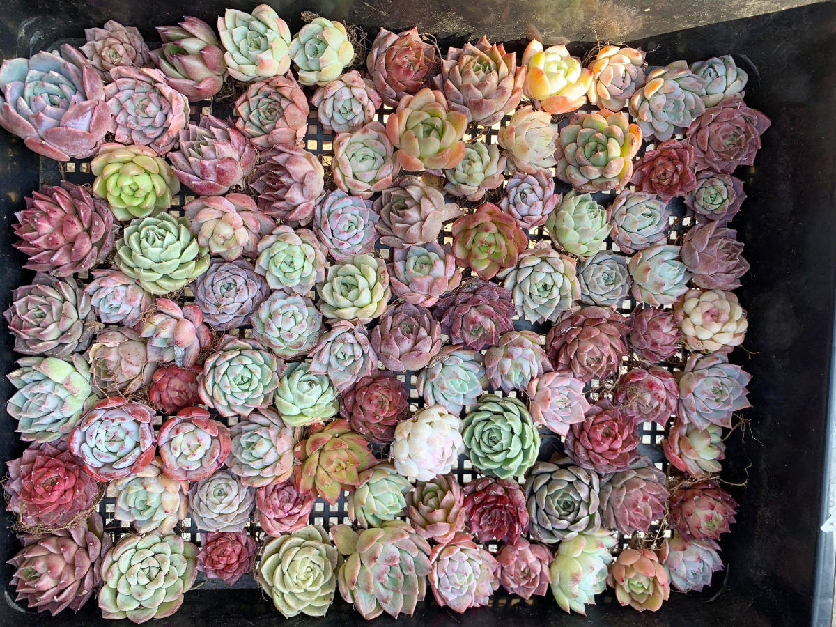 売れ筋商品 A7促销韓国苗 多肉植物美苗 実生 100苗セット 交配種 植物
