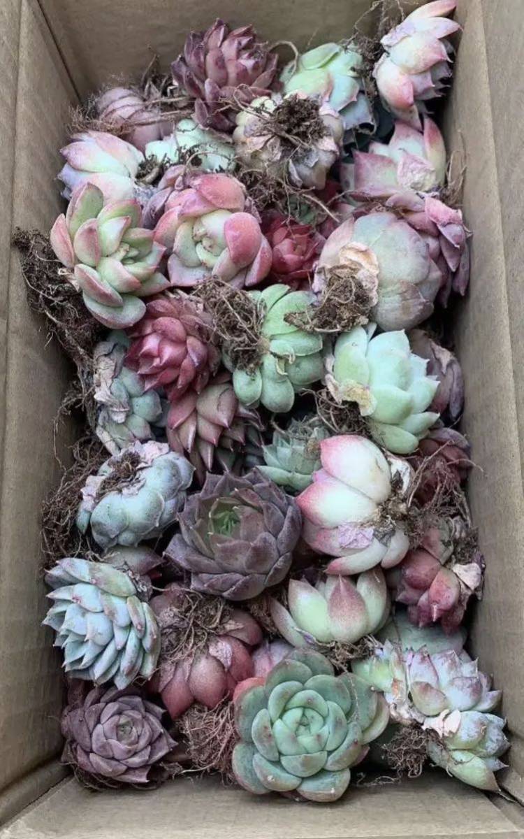 ヤフオク! - 韓国苗 多肉植物美苗 交配種 100苗セット 実生