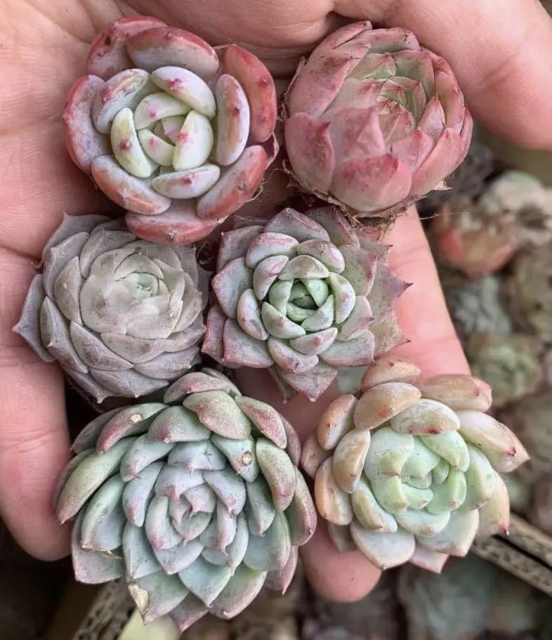 ヤフオク! - 韓国苗 多肉植物美苗 交配種 100苗セット 実生