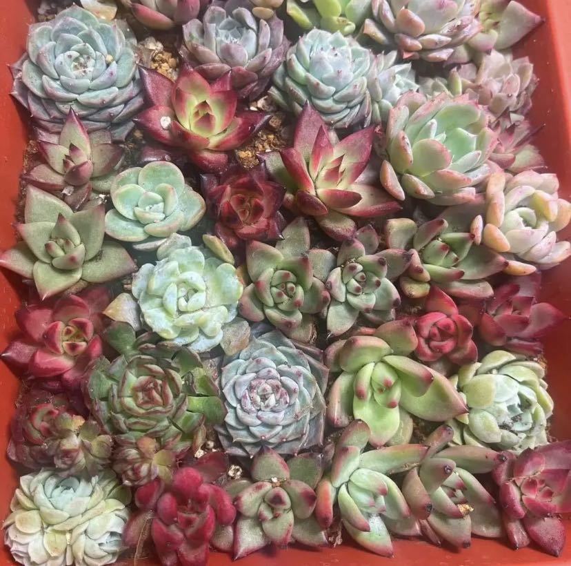 2.多肉植物 韓国苗 200苗実生 小さめ 2.5-4cm お気に入りの 9310円引き