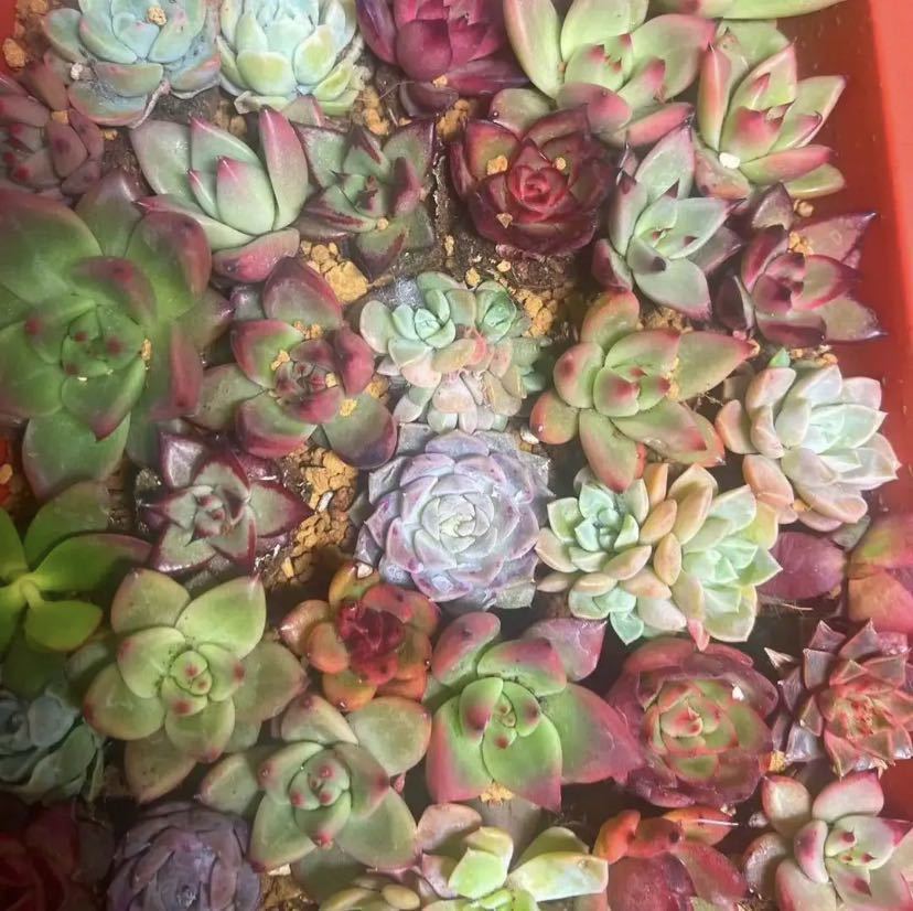 2.多肉植物 韓国苗 200苗実生 小さめ 2.5-4cm お気に入りの 9310円引き
