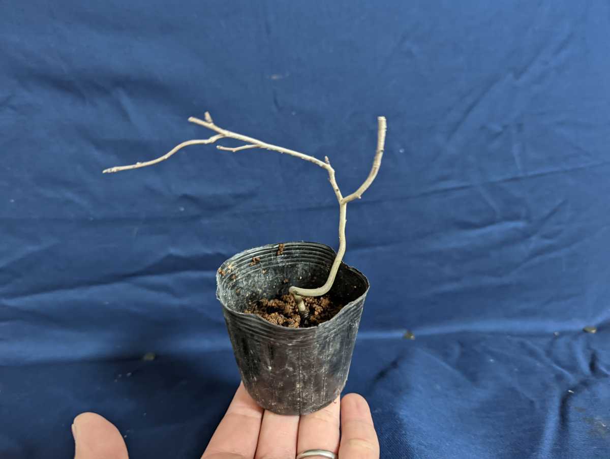  bonsai for small bowl extra attaching 
