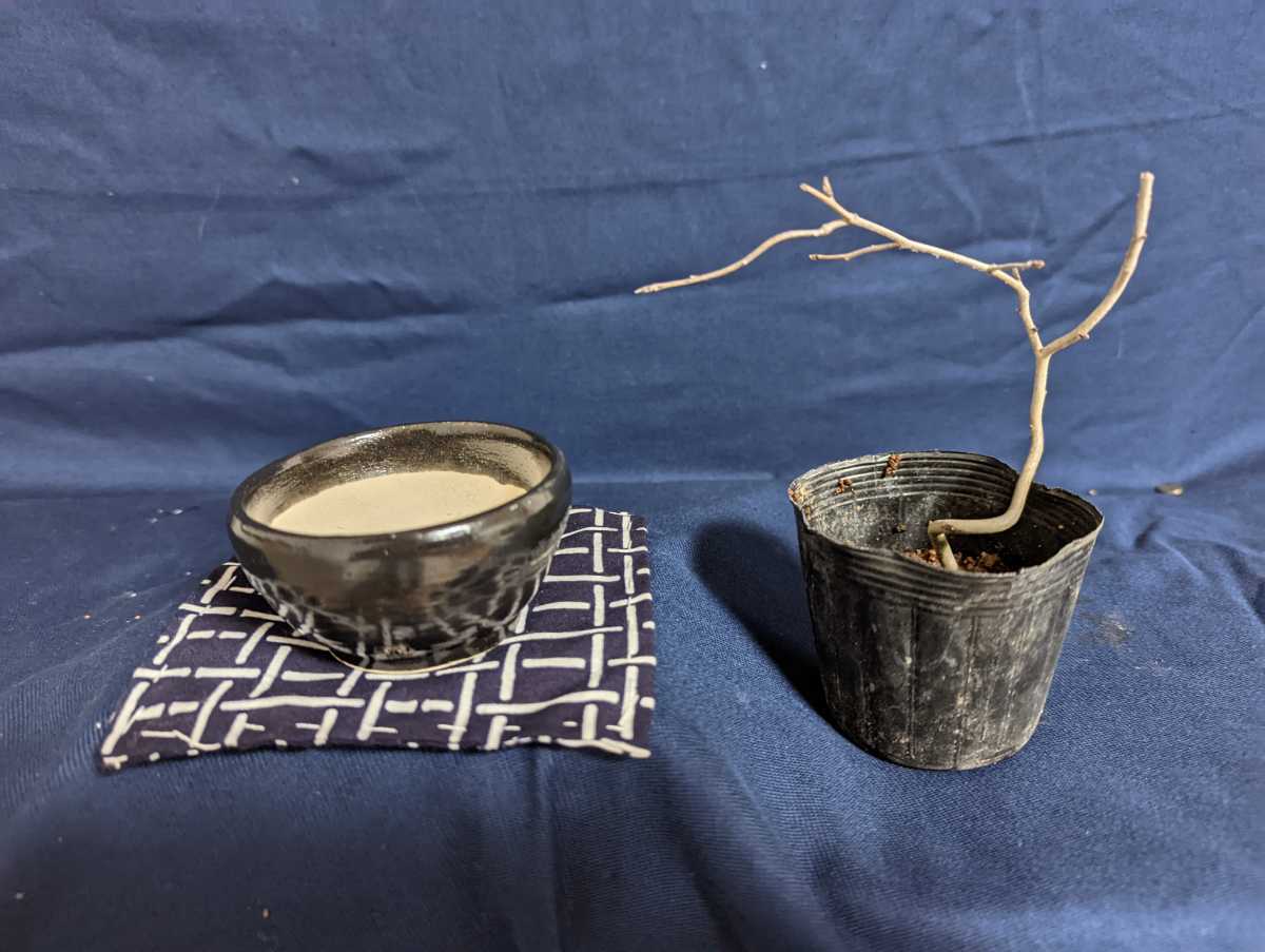  bonsai for small bowl extra attaching 