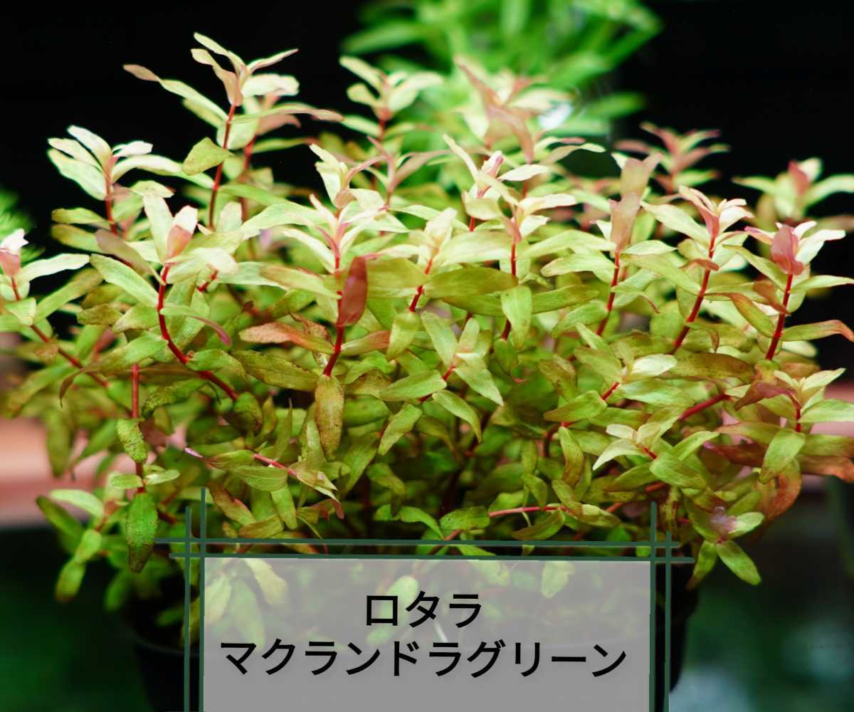 7種+アヌビアスナナプチウェーブリーフ3株 水草セット グリーンロタラ ...