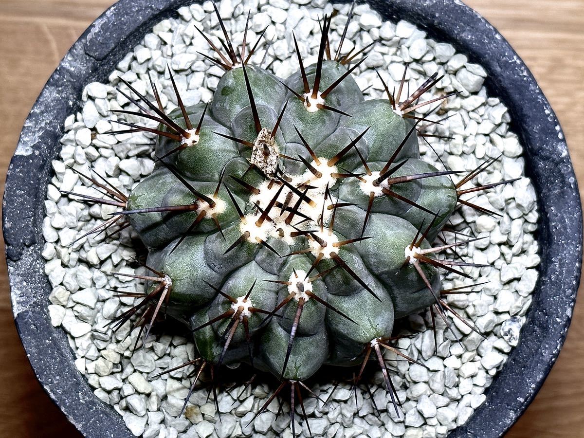 コピアポア シネレア 黒王丸 Copiapoa cinerea | www.pklaw.in
