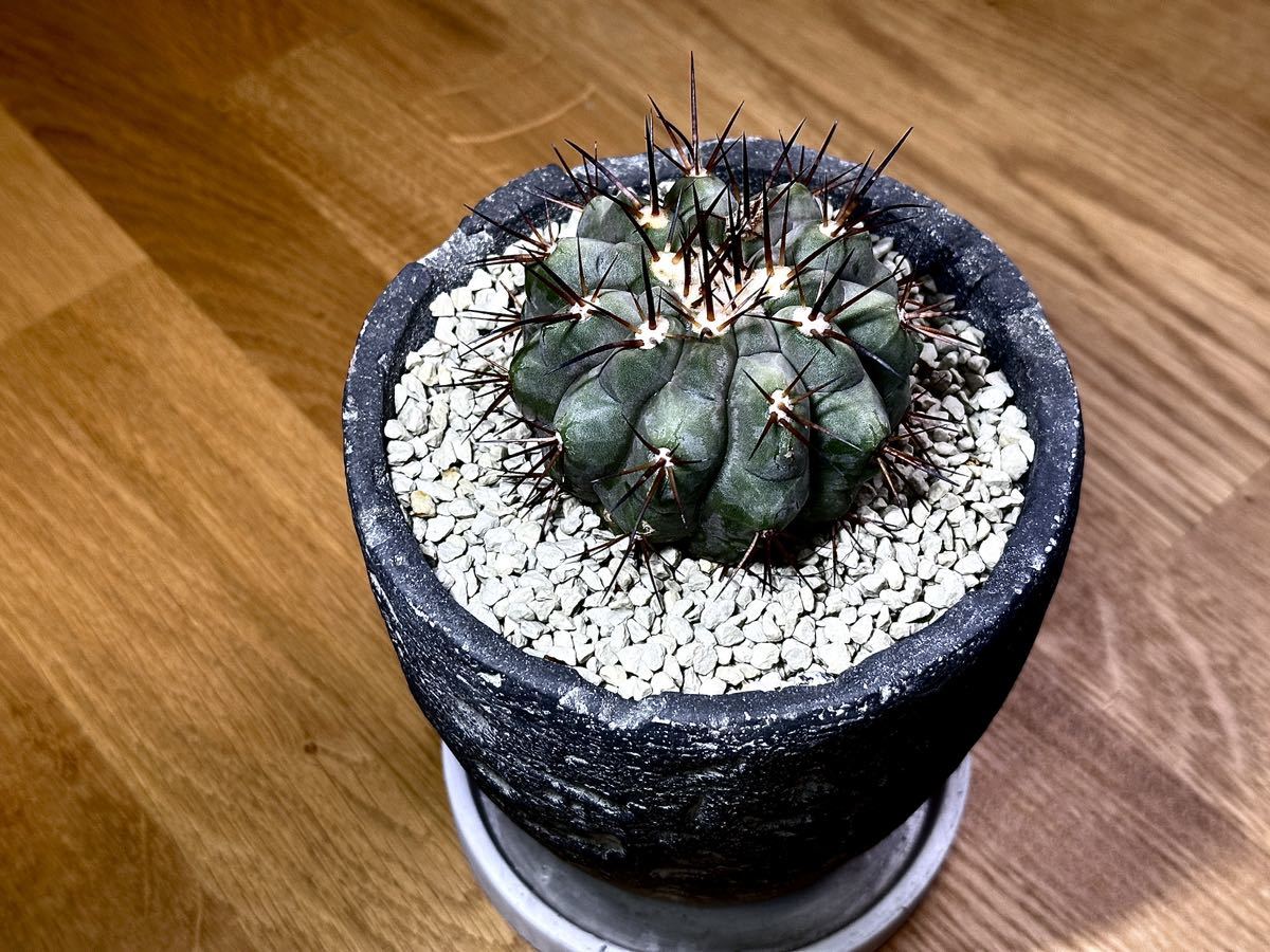 コピアポア シネレア 黒王丸 Copiapoa cinerea | www