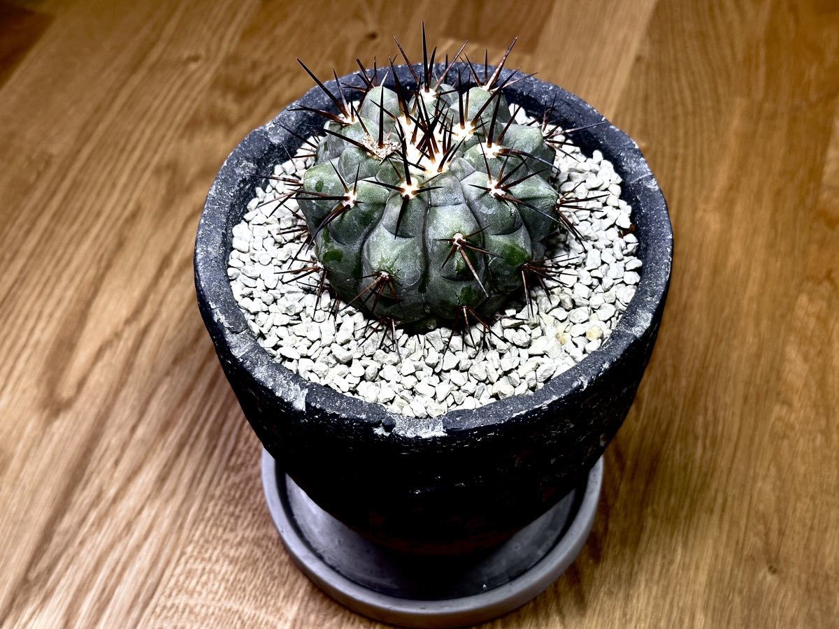 コピアポア シネレア 黒王丸 Copiapoa cinerea | bergosafety.com.br