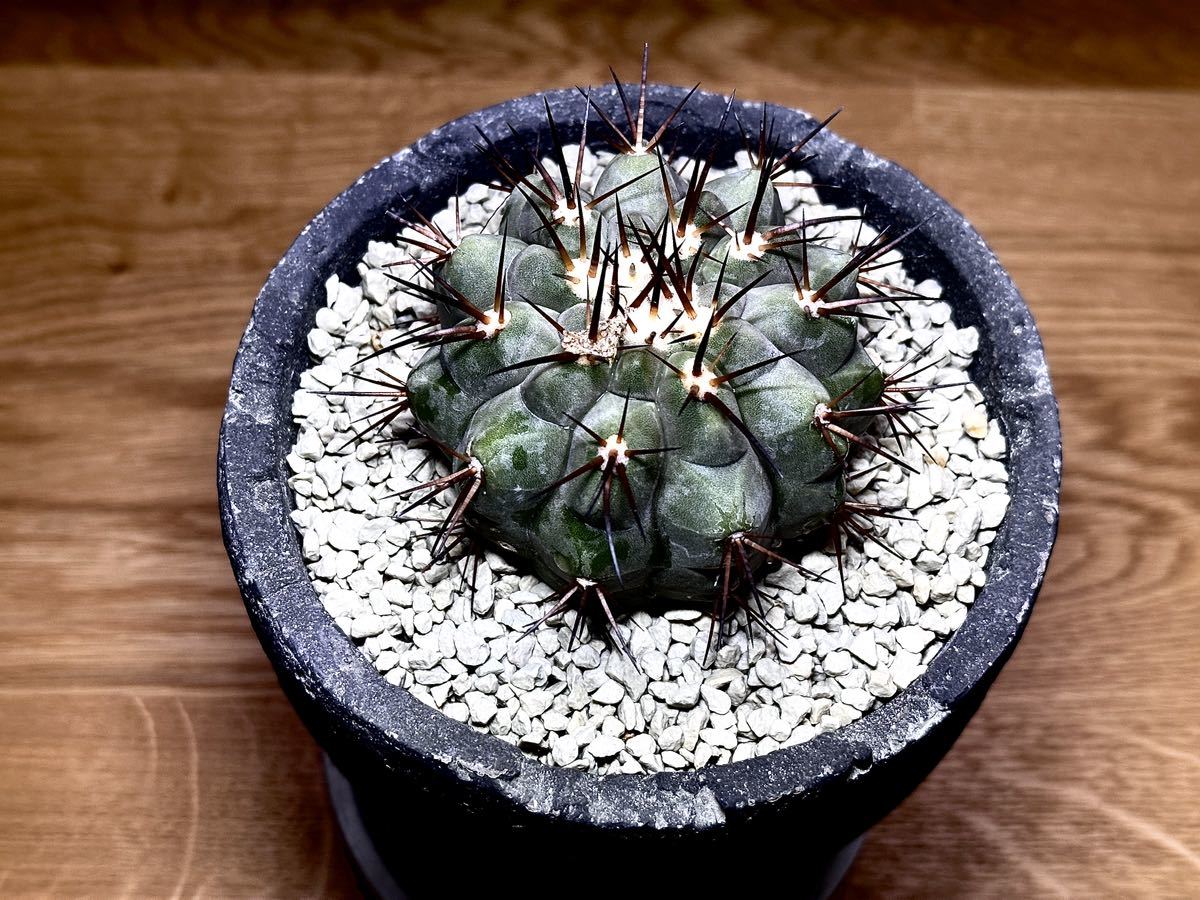 コピアポア シネレア 黒王丸 Copiapoa cinerea - 観葉植物