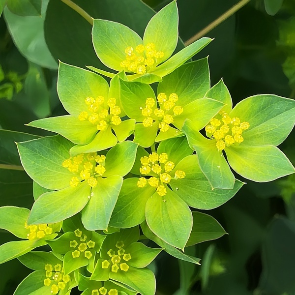 灰色に星形アサガオ『Silver Shadow』シルバーシャドーの種 3粒 植物