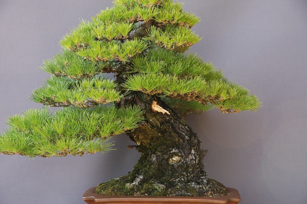 代購代標第一品牌-樂淘letao-(株)一樹園 山採り黒松 大品盆栽