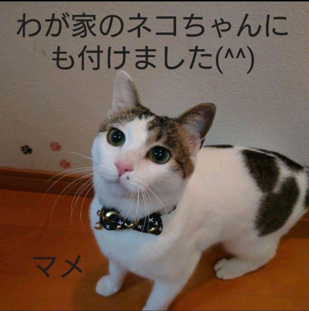 猫ちゃん首輪 黒（チャーム・リボン付き）