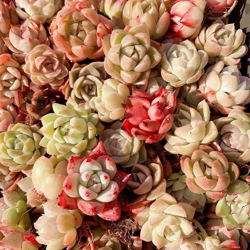ヤフオク! - 1.促韓国苗 多肉植物美苗 交配種 100苗セット 実生
