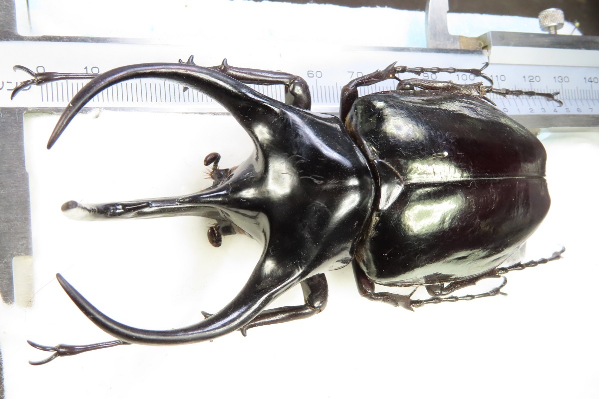 大型極太マレーコーカサスオオカブト117㎜　wf1 昆虫標本 爆買い！】 大型極太マレーコーカサスオオカブト117㎜ wf1 昆虫