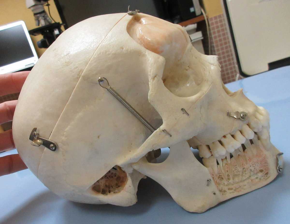 頭蓋骨 標本 医療 デッサン 造形-