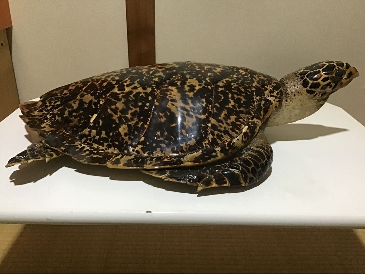 剥製 ウミガメ タイマイ 亀 国際希少野生動植物種登録票あり 縁起物 2