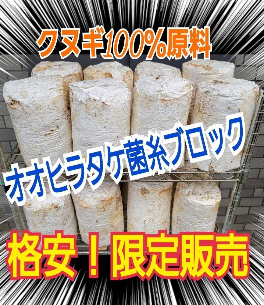 クワガタの産卵木の代わりにどうぞ！　マットに埋め込むだけで爆産！　オオヒラタケ菌床ブロック　割り出しが楽で幼虫がたくさんとれます_画像10