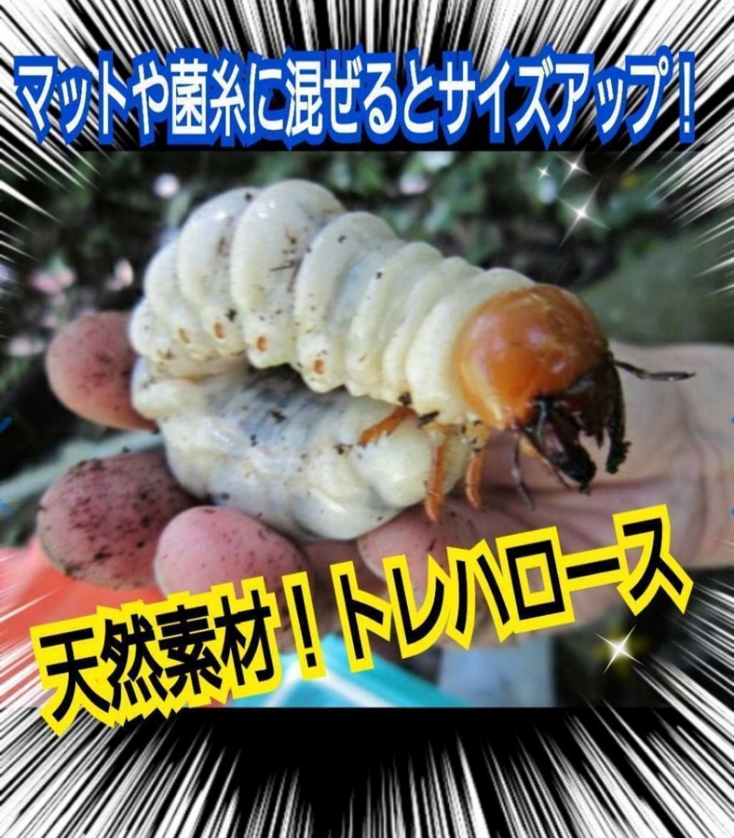 カブトムシ・クワガタ専用栄養添加剤　トレハロース粉末　マットや菌糸・ゼリーに混ぜるだけ！サイズアップ、産卵促進、長寿効果抜群です！_画像3