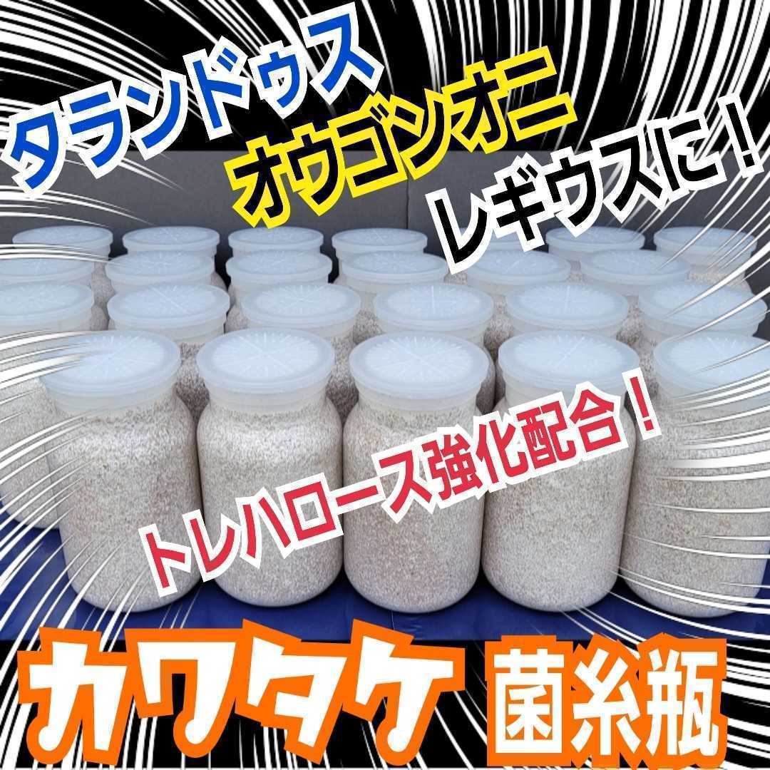 高級感 極上！カワラタケ菌糸瓶【15本】 タランドゥス・レギウス