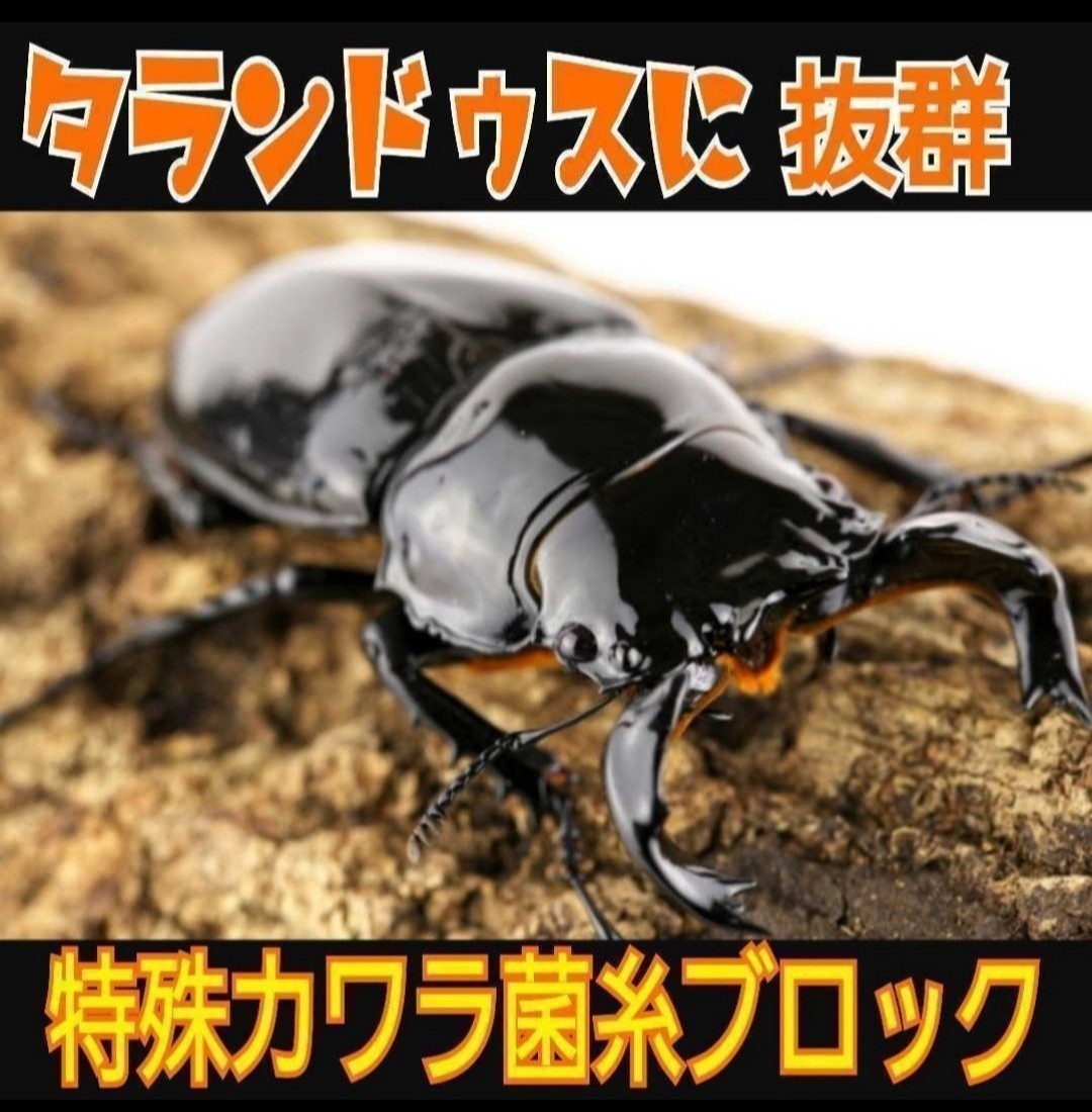 極上！カワラタケ菌糸ブロック【2個】トレハロース強化配合！　タランドゥス・レギウス・オウゴンオニクワガタに抜群！　産卵床にもOK！_画像5