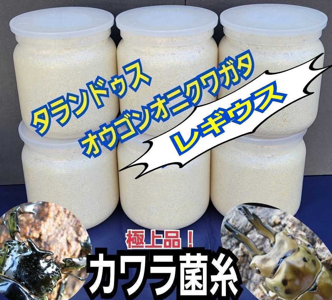 極上！カワラタケ菌糸瓶　特大1500ml　トレハロース・キトサン強化配合　タランドゥス、オウゴンオニクワガタ、レギウスが巨大化します！_画像1